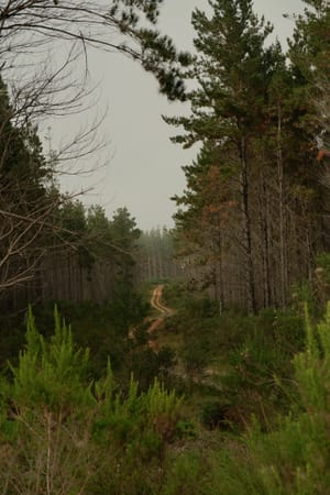 DSCF6388